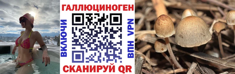 Купить  Сосновый Бор  Псилоцибиновые грибы Cubensis 